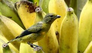 Violaceous Euphonia