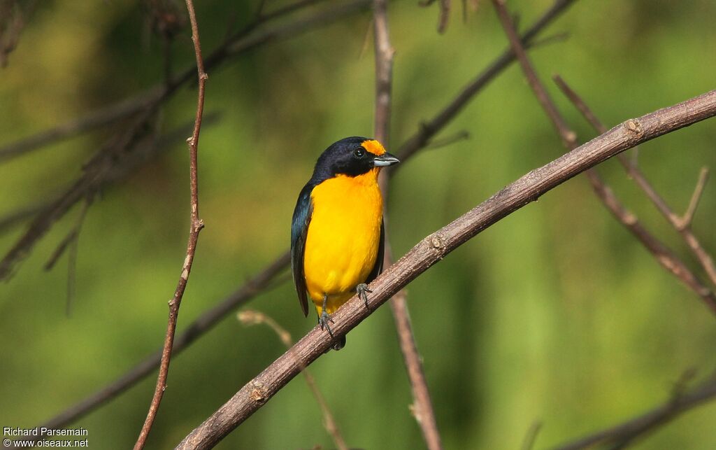 Violaceous Euphonia male adult