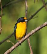 Violaceous Euphonia