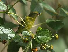 Violaceous Euphonia