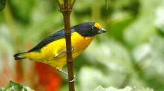 Violaceous Euphonia