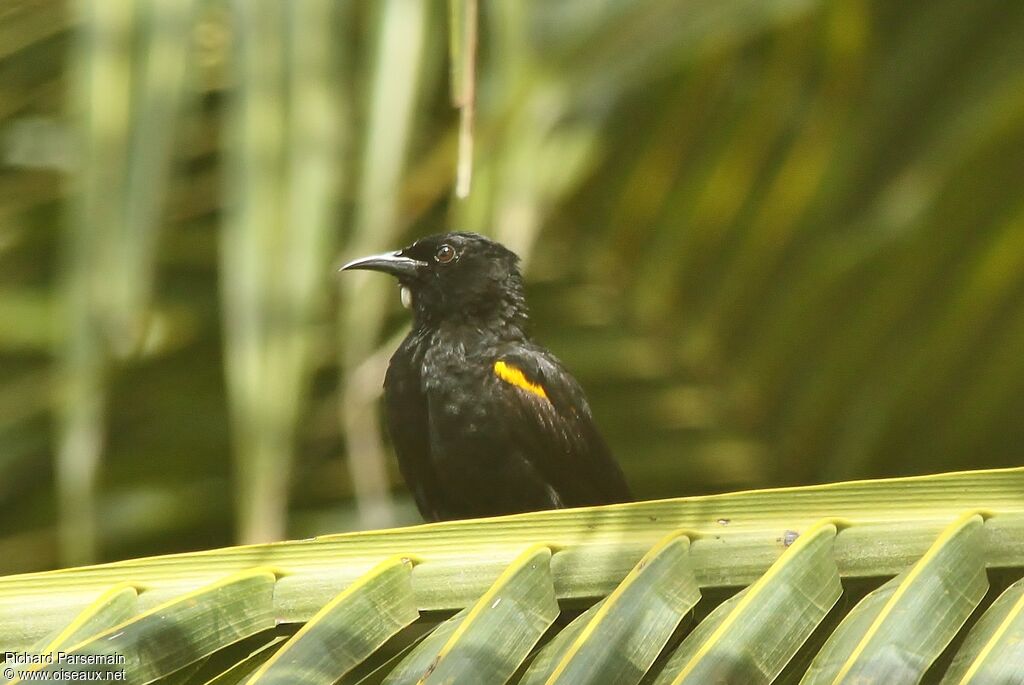 Oriole à épaulettesadulte