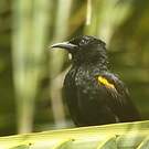 Oriole à épaulettes