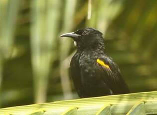 Oriole à épaulettes