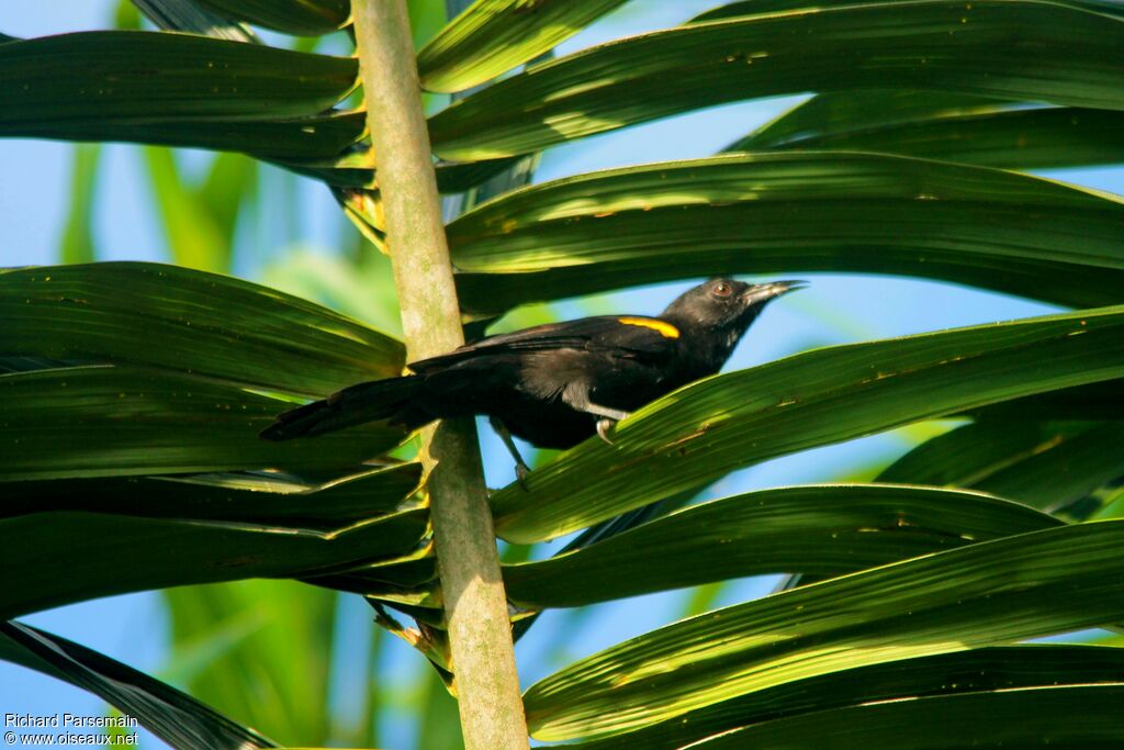 Oriole à épaulettesadulte