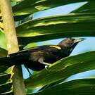 Oriole à épaulettes