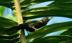 Oriole à épaulettes