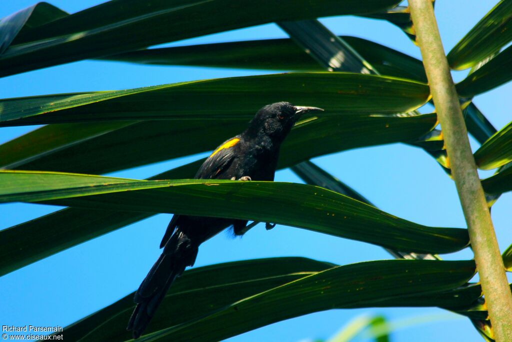 Oriole à épaulettesadulte