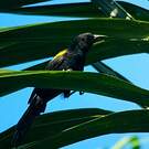 Oriole à épaulettes