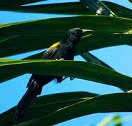 Epaulet Oriole