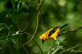 Oriole jaune