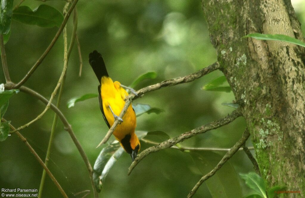 Oriole jauneadulte