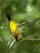 Oriole jaune