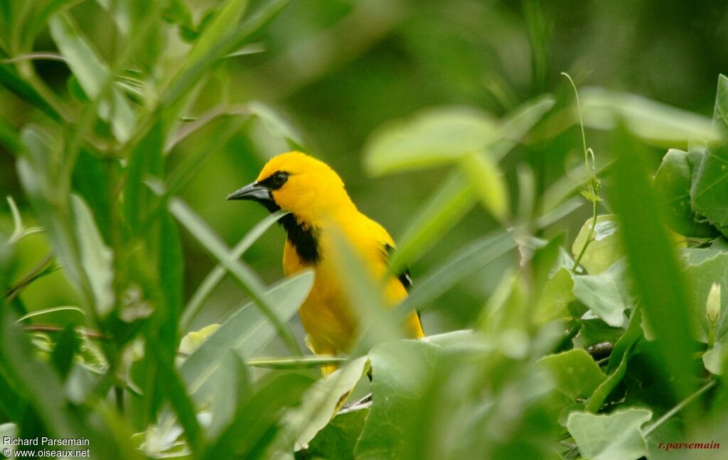 Oriole jauneadulte