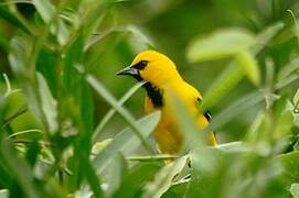 Yellow Oriole