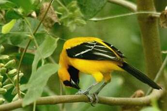 Oriole jaune