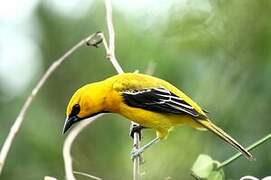 Oriole jaune