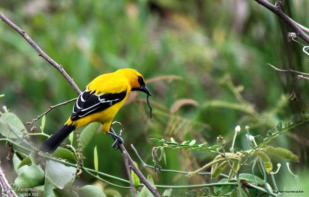 Oriole jauneadulte, mange