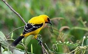 Oriole jaune