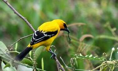 Oriole jaune