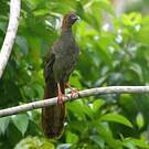 Ortalide motmot