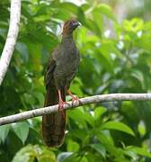 Little Chachalaca