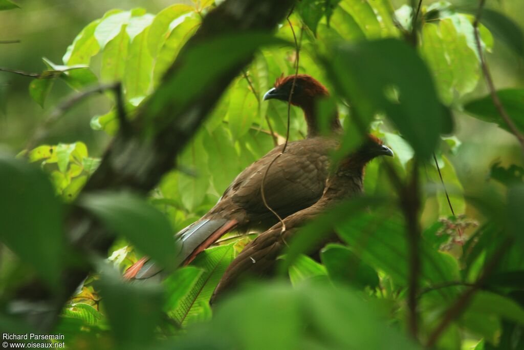 Ortalide motmot adulte