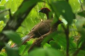 Ortalide motmot