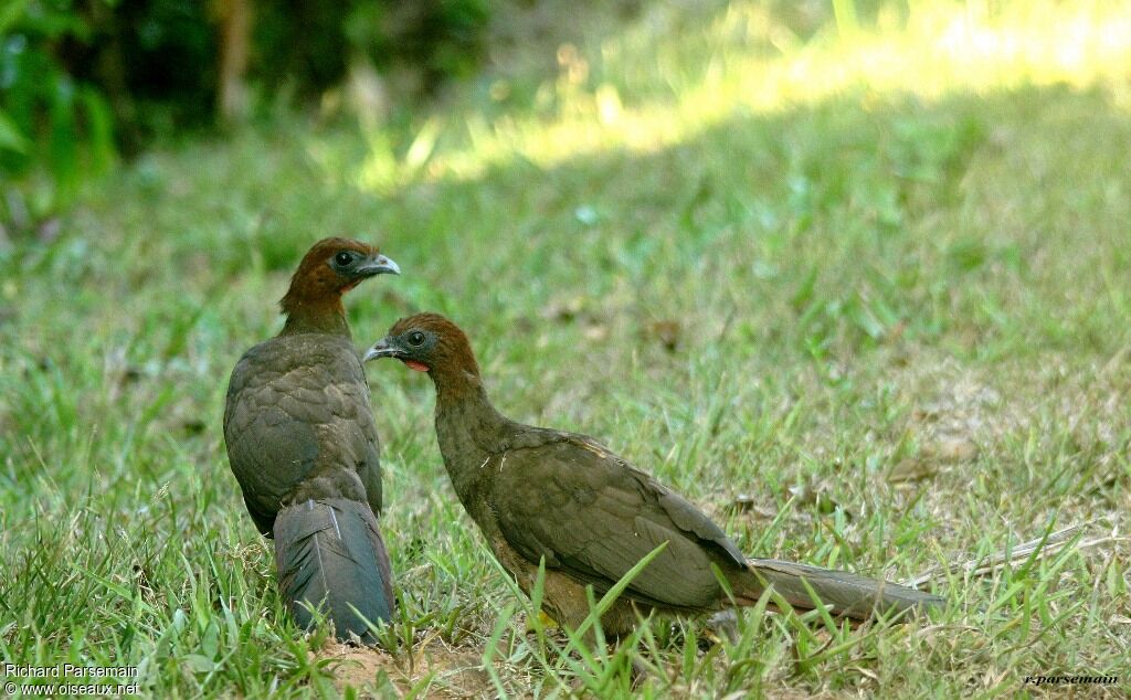 Little Chachalaca adult