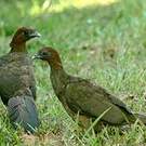 Ortalide motmot