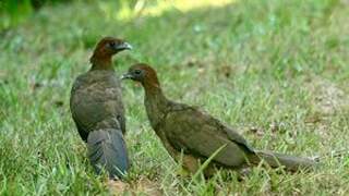 Little Chachalaca