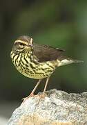 Northern Waterthrush