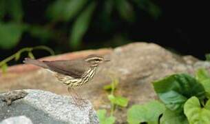 Northern Waterthrush