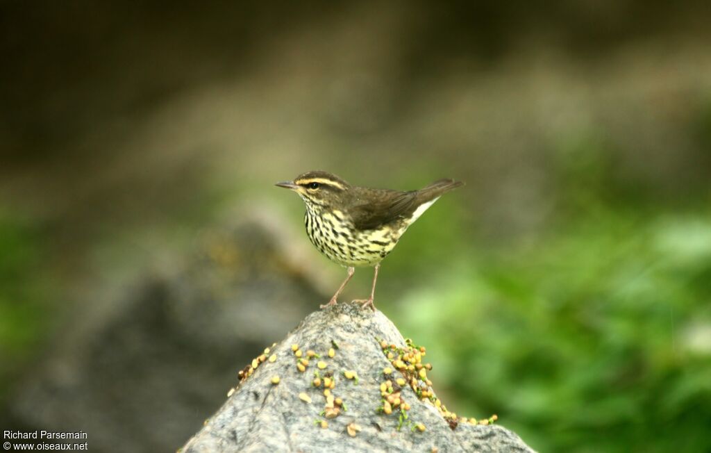 Paruline des ruisseaux