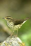 Northern Waterthrush