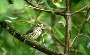 Northern Waterthrush