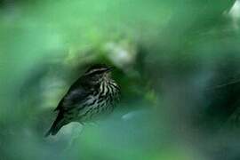 Northern Waterthrush