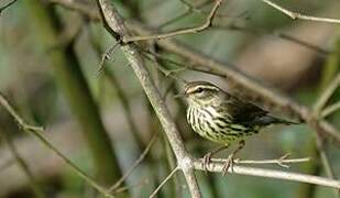 Northern Waterthrush