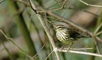 Paruline des ruisseaux