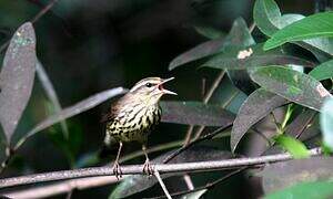 Northern Waterthrush