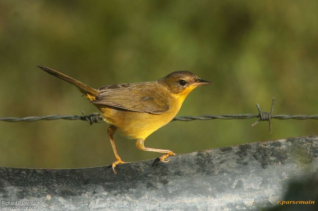 Masked Yellowthroat female adult, identification