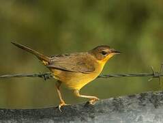 Masked Yellowthroat