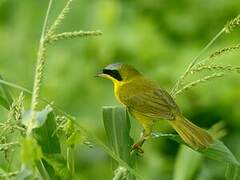 Masked Yellowthroat