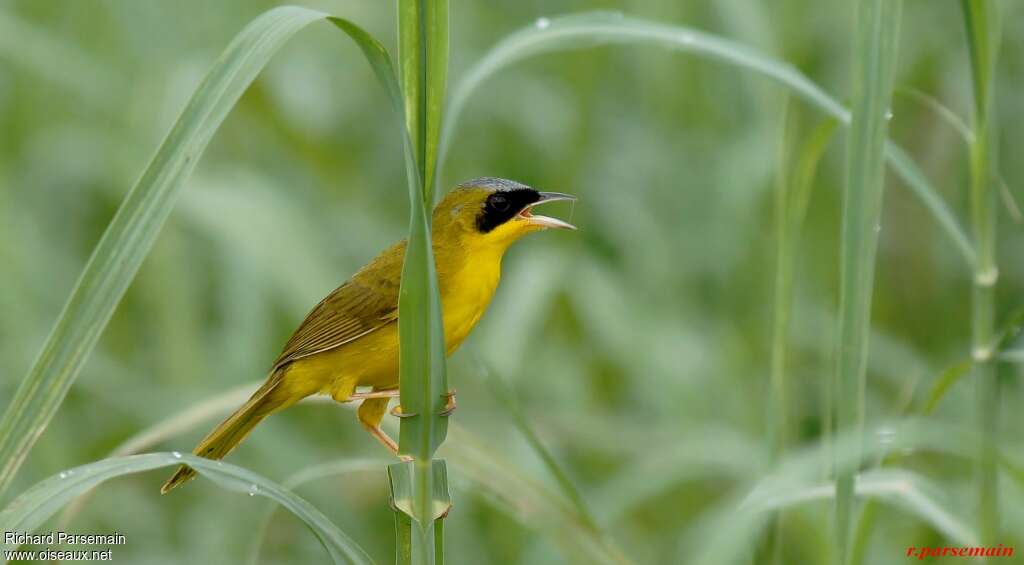 Masked Yellowthroat male adult breeding, habitat, song