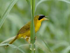 Masked Yellowthroat