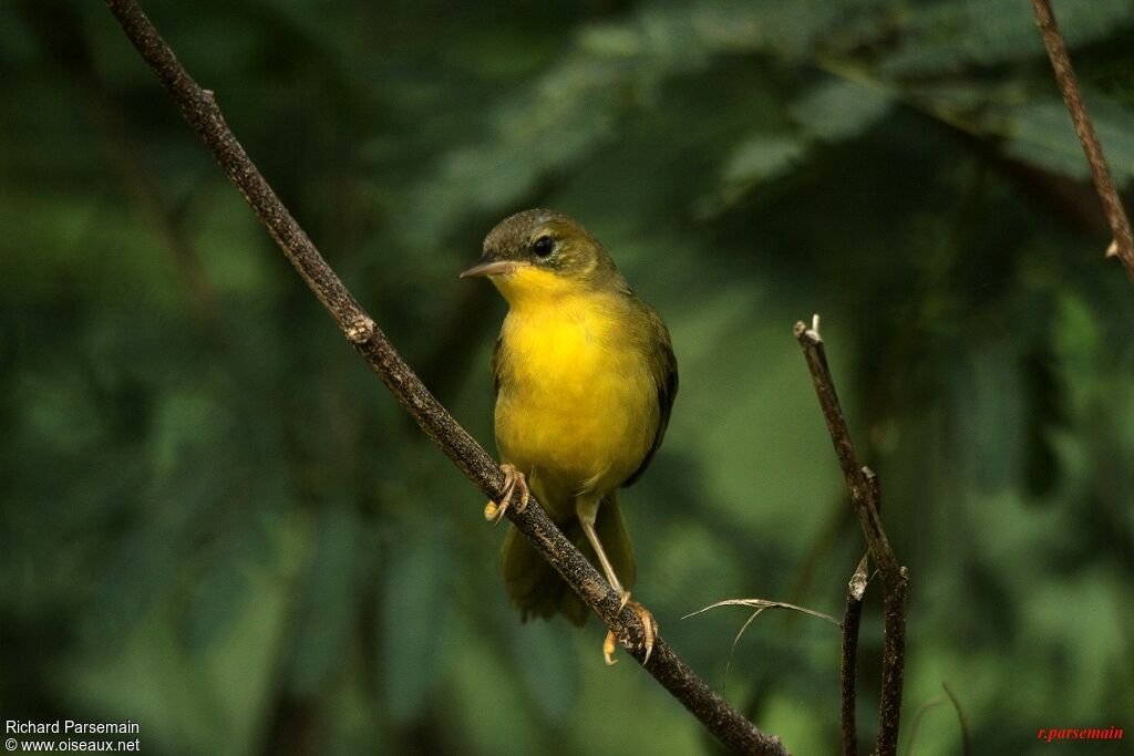 Masked Yellowthroat