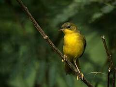 Masked Yellowthroat