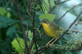 Masked Yellowthroat