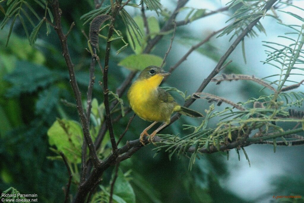 Masked Yellowthroat female adult