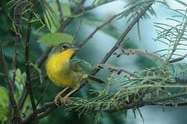 Masked Yellowthroat